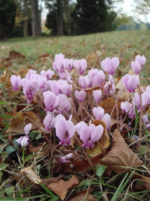 Cyclamen hederifolium fleur